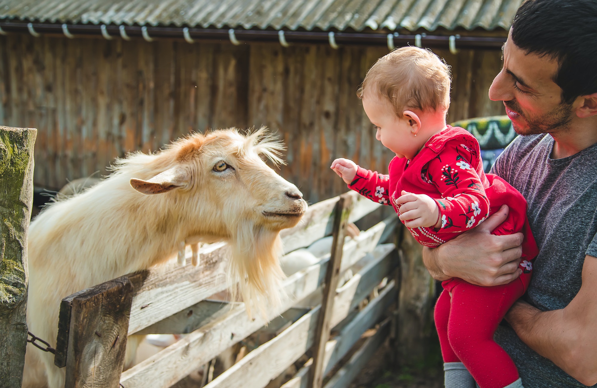 Baby petting a goat on the farm. Selective focus.