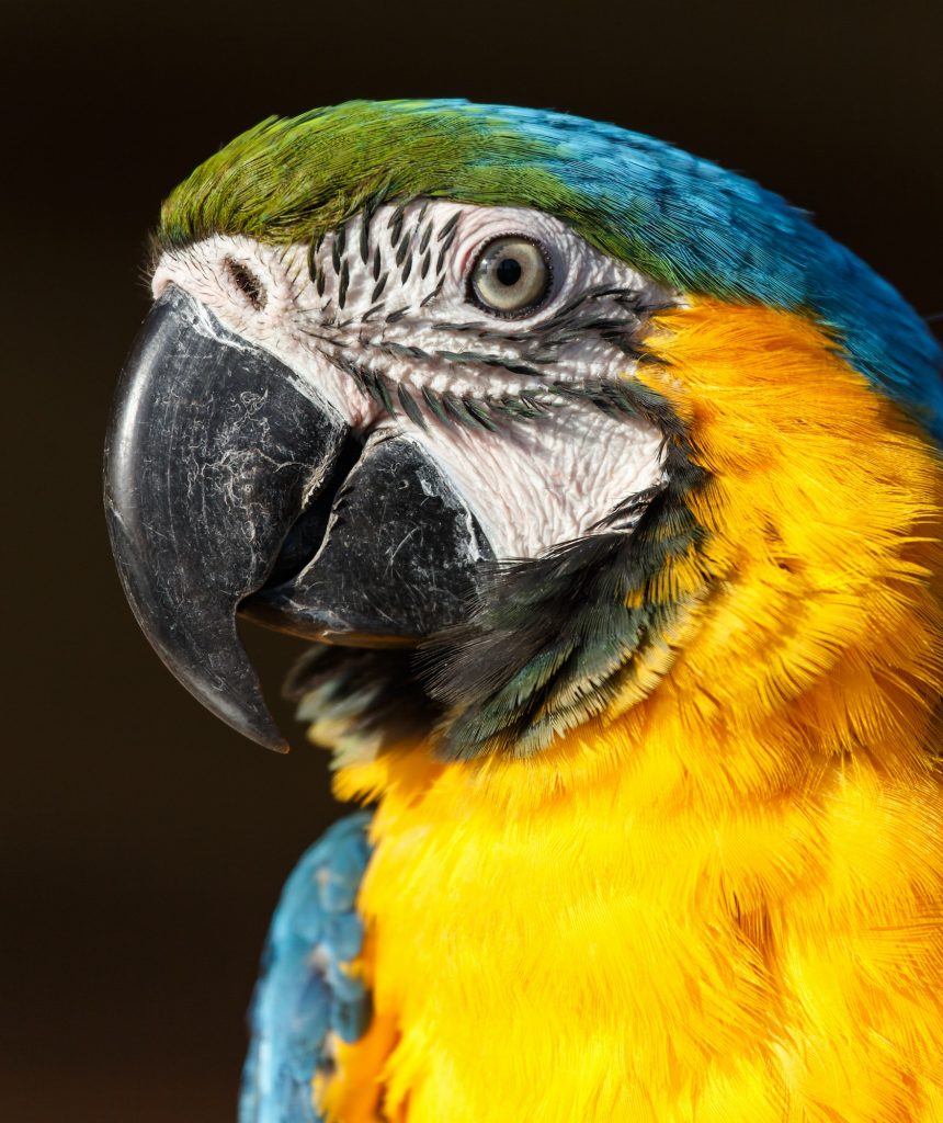 Blue and Yellow Macaw (Ara ararauna)