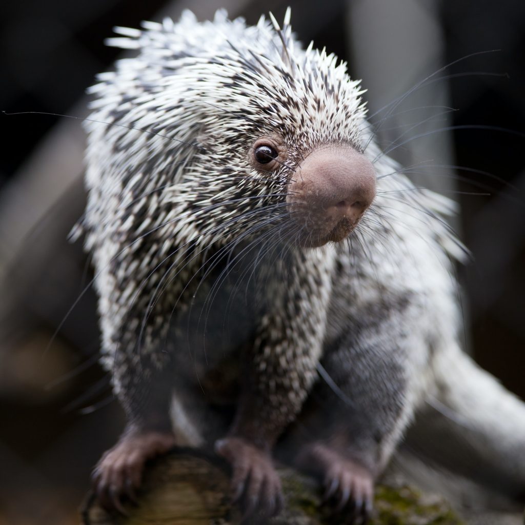Close-up of a cute Brazilian Porcupine (Coendou prehensilis; sha