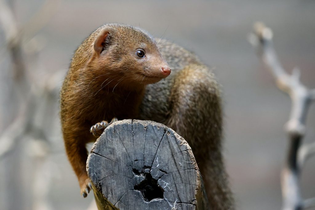 Close up view of a common dwarf mongoose (Helogale parvula)