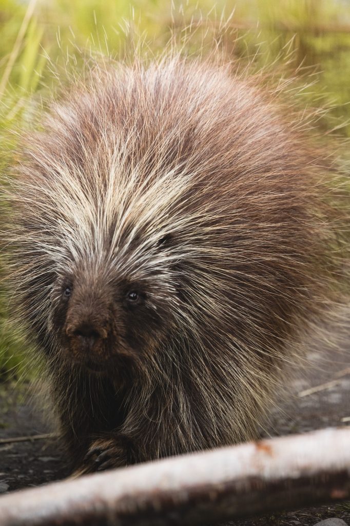 Closeup of crested porcupine standing and looking side