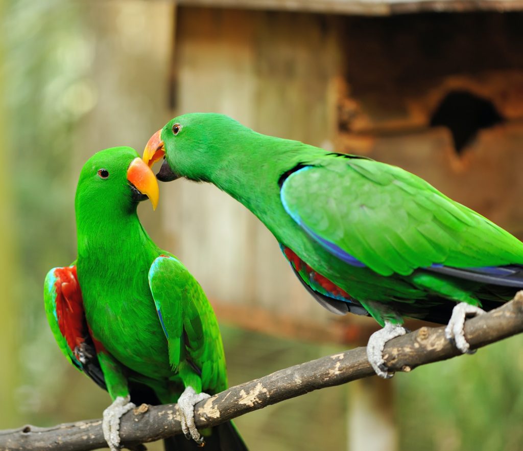 Couple of green eclectus parrots