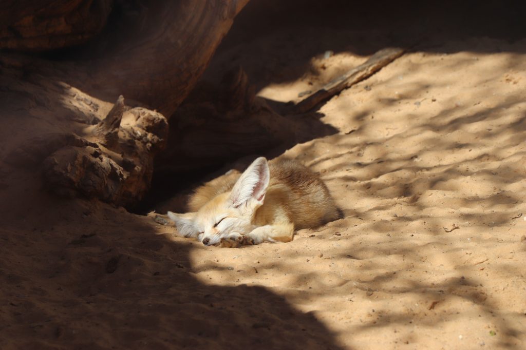 Fennec fox (vulpes zerda) sleeping on the sand under the sunlight