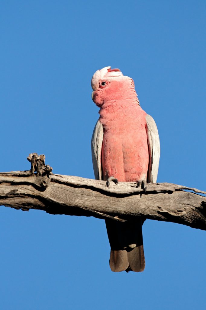Galah cockatoo on a branch - Australia