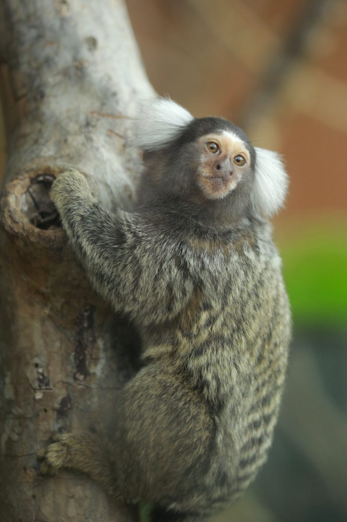 Marmoset Monkey