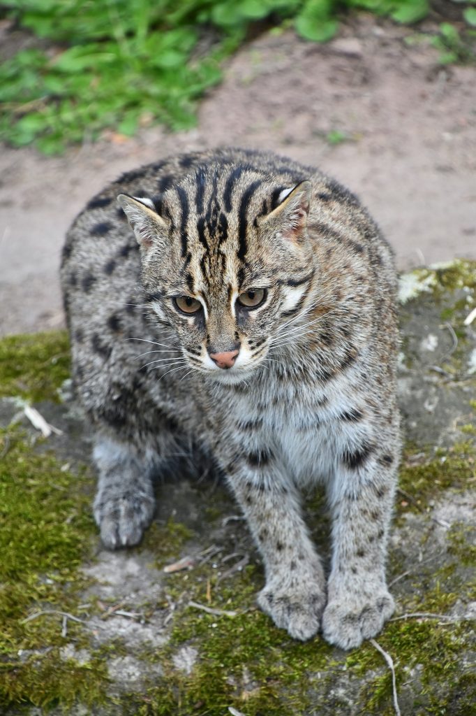 Portrait of fishing cat looking at camera