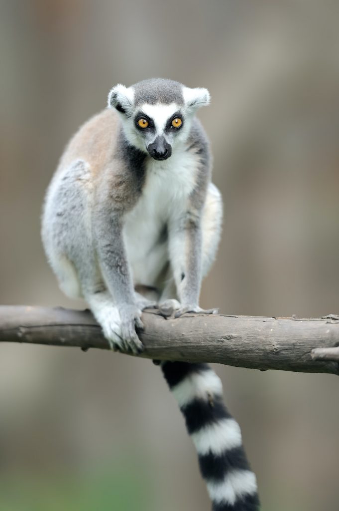 Ring-tailed Lemur, Lemur catta, with clear background