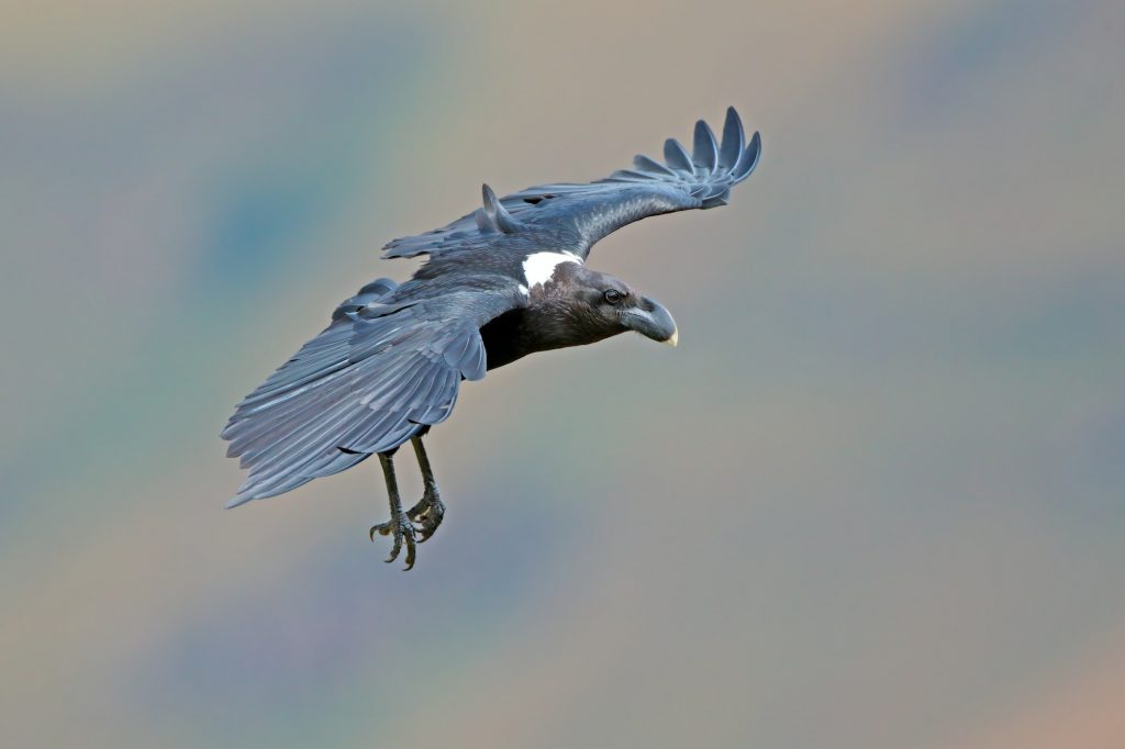 White-necked raven in flight
