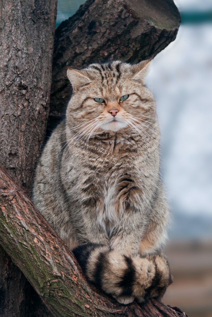 Wild cat Felis silvestris